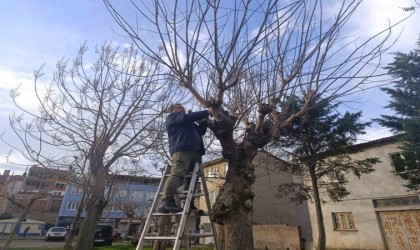 Park ve yeşil alanlarda budama çalışmaları sürüyor