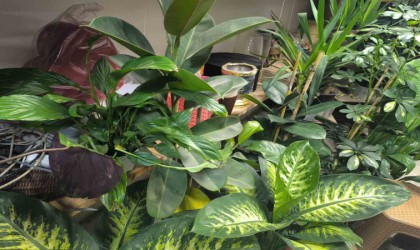 Saksı çiçeklerinde böceklenme tehlikesi