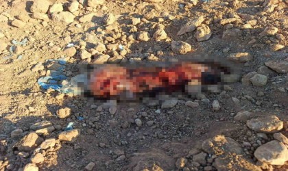 Şanlıurfada toprağa gömülü ceset bulundu