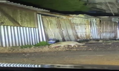 Şehir merkezine inen iki tilki ve çakallar kamerada