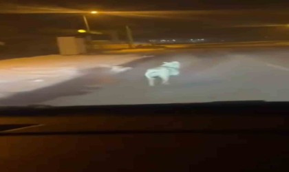 Şehre inen kurdu araçla kovaladı