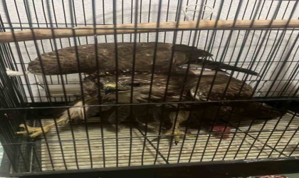 Seydikemerde yaralı halde bulunan Şahin ekiplere teslim edilecek