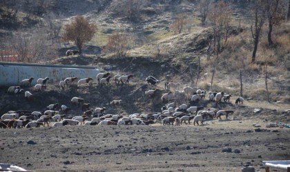 Şırnaklı konargöçer besiciler bereketli bir dönem geçiriyor