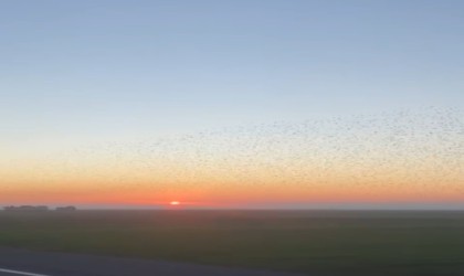 Şırnakta kuşlardan görsel şölen