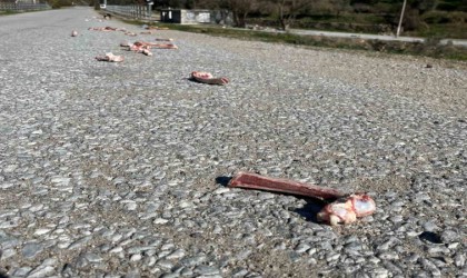 Sokak hayvanları için yollara bırakılan yiyecekler sağlığı tehdit ediyor