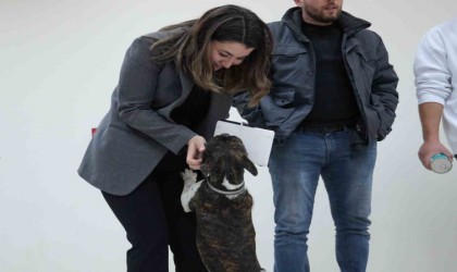 Sokak hayvanları yasaya uygun şekilde rehabilite edilecek