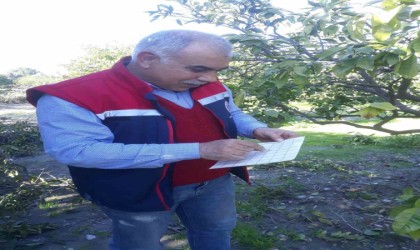 Sökede Akdeniz meyve sineğinde artış gözlemlenmedi