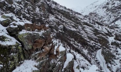 Sürü halinde gezen dağ keçileri Bayburtta drone kamerasıyla görüntülendi
