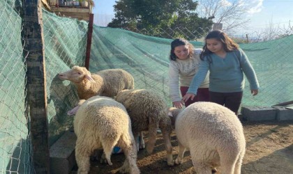 Telef olan koyunları için gözyaşı döken Melekin yüzünü Başkan İba güldürdü