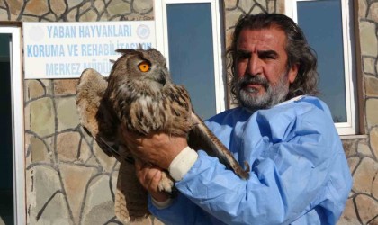 Vanda 2024 yılında 500 yaban hayvanı tedavi edildi