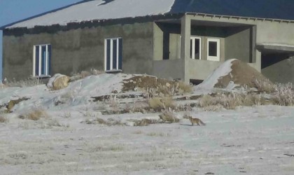 Vanda aç kalan tilkiler yerleşim yerlerine yakın yerlerde kar yiyecek aradı