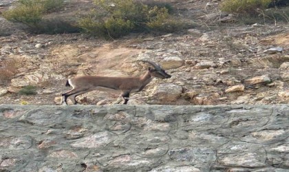 Yaban keçisini avladı, Domates yıkıyordum savunmasıyla şaşırttı
