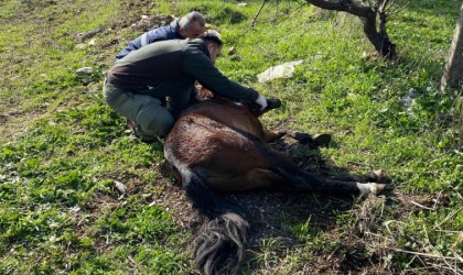 Yaralı halde bulunan yılkı atı tedavi edildi