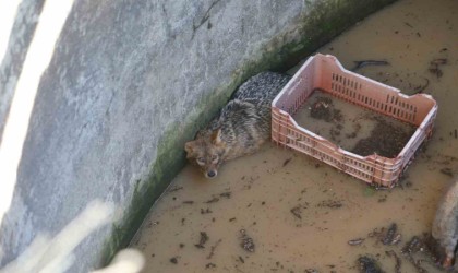 Yer sarnıcına düşen tilki kurtarıldı