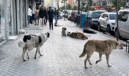 Yüksekovalı vatandaşlar tepkili: Sokak köpekleri bir an önce toplatılsın