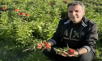 20 günlük ömrü olan ters lalelere zarar verildi