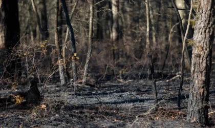 ABD’de orman yangınında 15 bin 250 dönümlük alan kül oldu