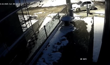 Aç kalan tilki Bolu sokaklarına indi