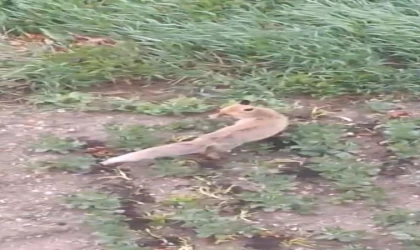 Aç kalan tilki evin bahçesine kadar girdi