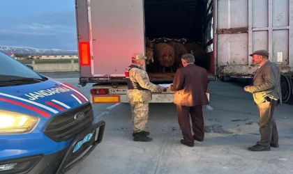 Ağrı’dan çalınan koyunlar Bitlis’te yakalandı