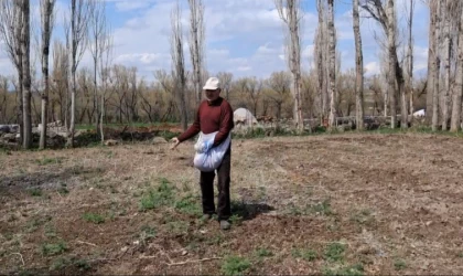 Akyaka’da elle tohum serpme geleneği devam ediyor