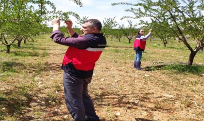 Altıntaş’ta zirai don kontrolleri