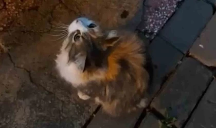 Anne kedinin getirdiği yavruya, itfaiyecinin hayat kurtarma mücadelesi kamerada