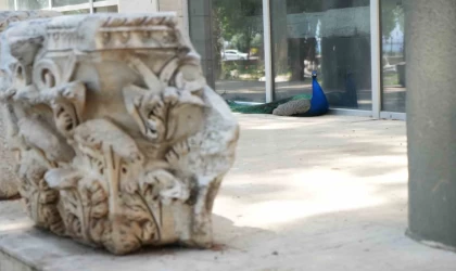 Antalya Arkeoloji Müzesi’nin renkli nöbetçileri tavus kuşları