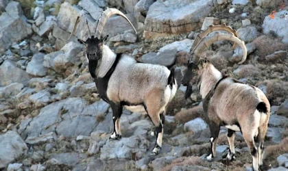 Antalya’da yaban keçileri dron ve kamera ile görüntülendi
