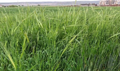 Araban’da etkili olan yağmur çiftçinin yüzünü güldürdü