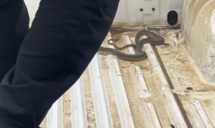 Aracının içine giren yılanı böyle uğurladı: ”Bir daha gelme arkadaşım”