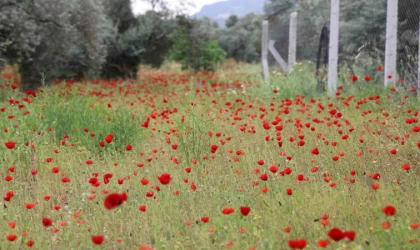 Aydın’da gelincikler görsel şölen sunuyor