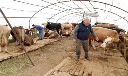 Başiskele’deki kurbanlık satış yerinde hazırlıklar tamam