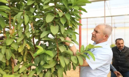 Başkan Özçelik: ”Tropikal meyve seramız tarımsal turizm ve eğitimine katkı sağlayacak”