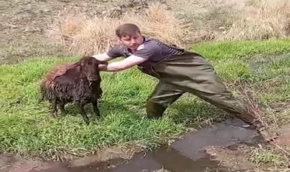 Bataklığa saplanan koyunu kurtardılar