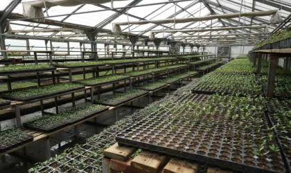 Bolu’da 200 bin adet yerli fide desteği