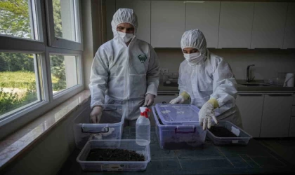 Çam ormanları terminatörlere emanet