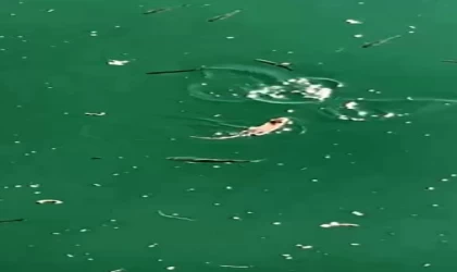 Çanakkale’de sıra dışı anlar