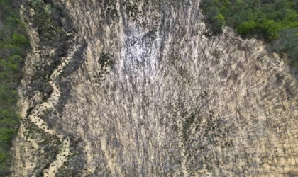 Çatalca’da ormana dökülen atık sular ağaçları kuruttu