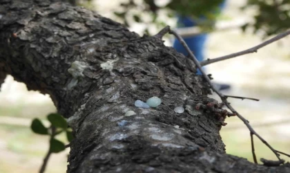 Çeşme’nin coğrafi işaretli ’damla sakızı’, yüksek fiyatı ve ekonomik potansiyeliyle dikkat çekiyor