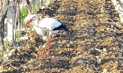 Çiftçi dostu leylek bağdan ayrılmadı