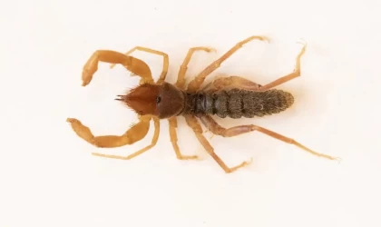 Cilo-Sat Dağlarında yeni böğü türü keşfedildi