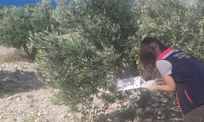 Didim’de zeytinliklerde hastalık ve zararlı denetimi yapıldı
