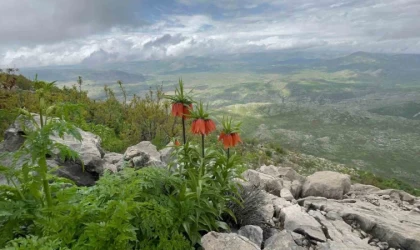 Diyarbakır’da ’ters lale’ fotoğraflandı