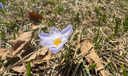 Dünyada sadece Kocaeli’de var: ”Kesinlikle yenilmemeli, kopartılmamalıdır”