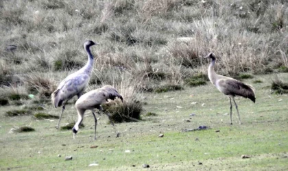Ekşisu Sazlığında turnalar görüntülendi