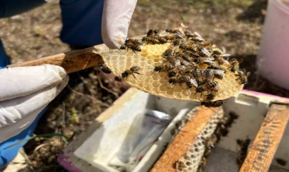 El ele veren gelin-görümce ülkenin ana arı ihtiyacını karşılıyor