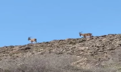 Elazığ’da dağ keçileri görüldü
