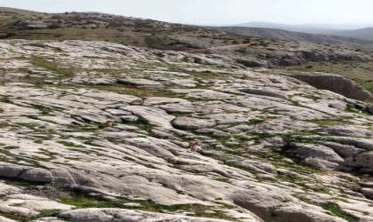 Elazığ’da dağ keçileri havadan görüntülendi