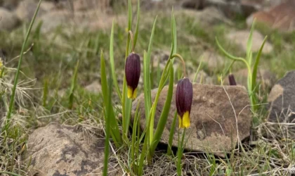 Elazığ’da Karakoçan ters lalesi inceleme çalışması